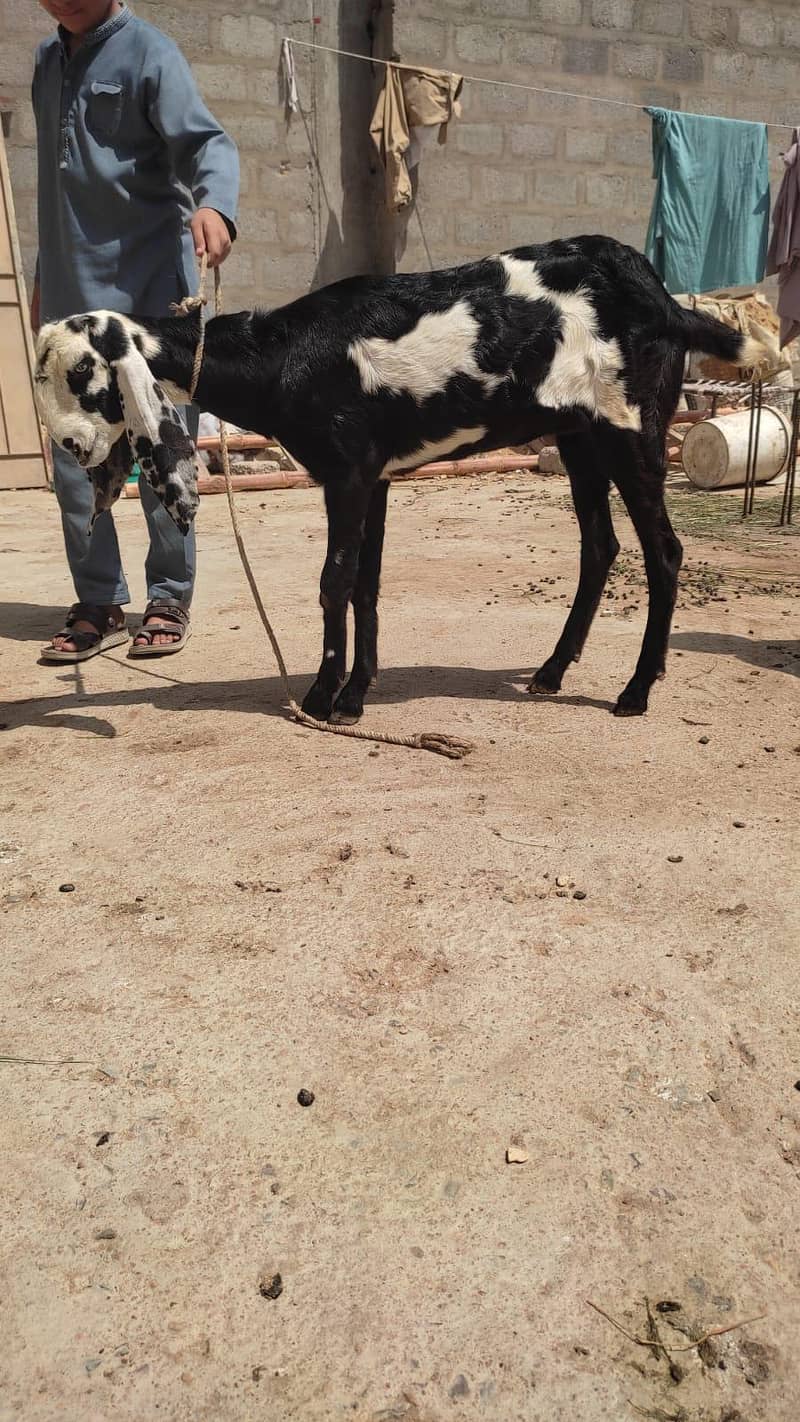Beetal Bakri 3