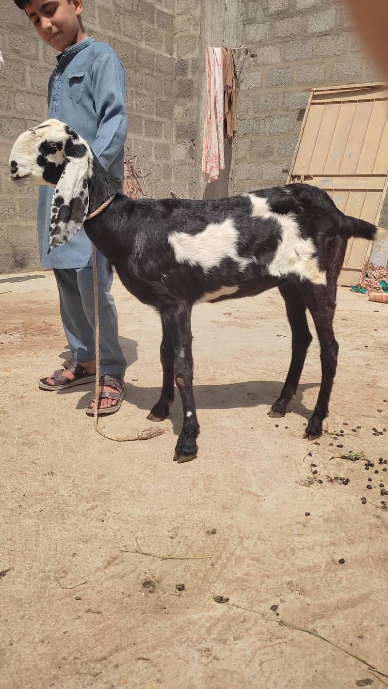 Beetal Bakri 4