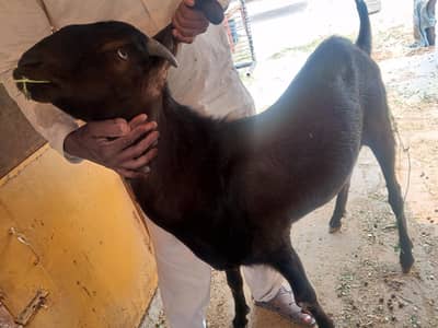 khasi Bakra qurbani k lye tiyar gar ka  Pala Howa hai