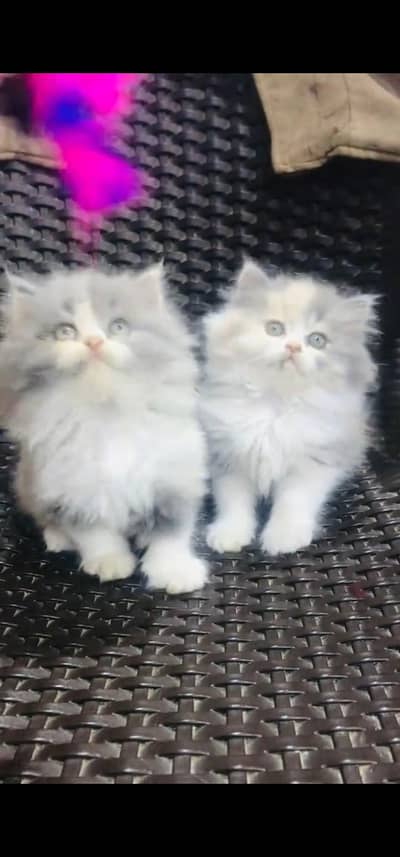 Quality Persian Punchface cat & kitten. moreWhatsApp 03233614642