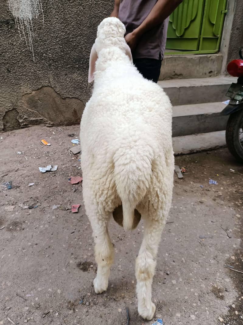 Dunba 2