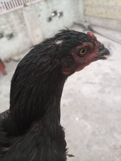 Aseel hen for sale in Rawalpindi  negotiable price