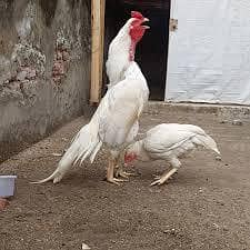 healthy Heera chicks available for sale