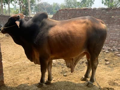 Sahiwal Bull for Qurbani | bachra | Wacha | bull For sale