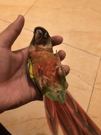 Green check conure high red fector
