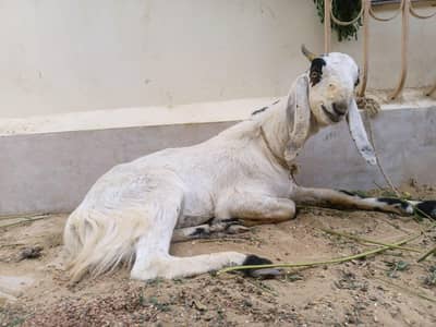 khassi bakra