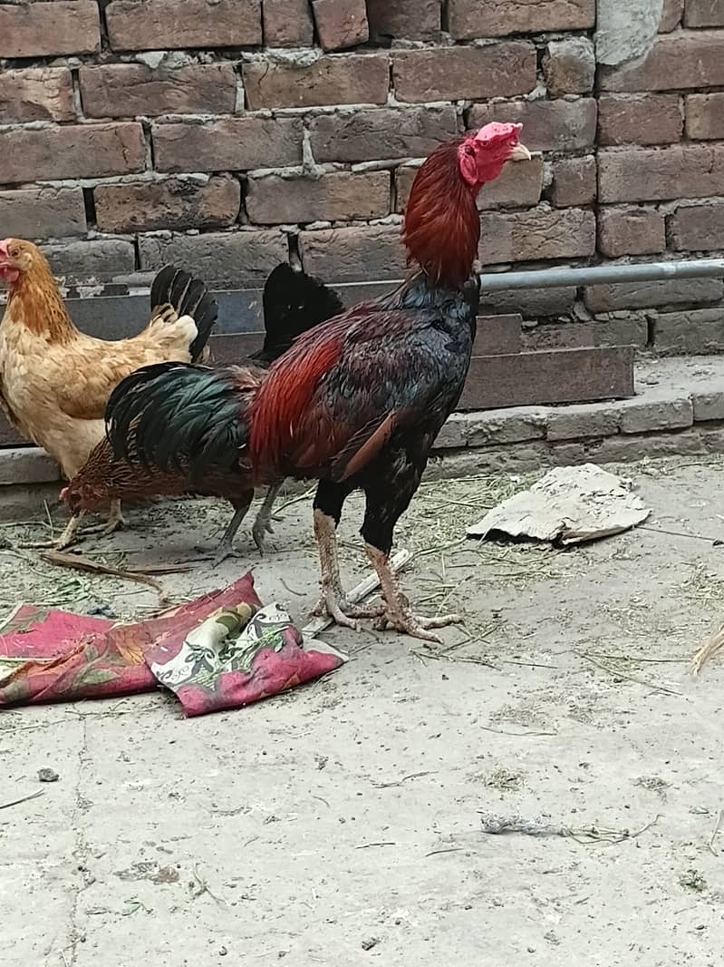 aseel murga 5