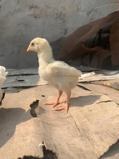 white herra chicks top quality long tail