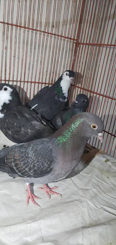 2 Pairs Pigeon For Sale Exchange With Aseel