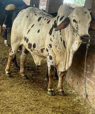 Pure Cholistani (Cheena) | Wacha | Bachra | Qurbani 2026 | Bull