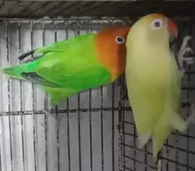 lutino spli opaline mail