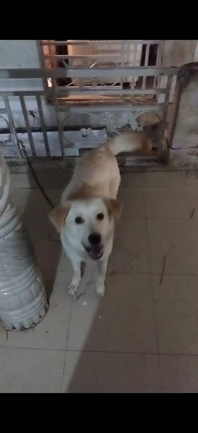 female dog for sale
