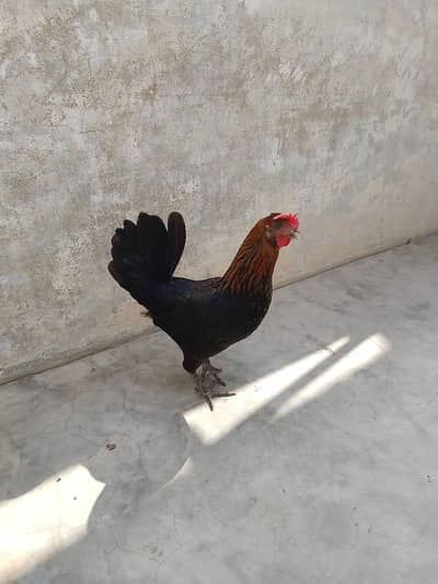 Murgi Murga 3000