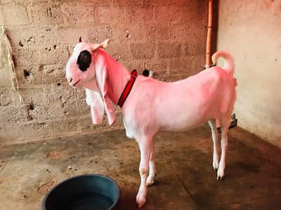 qurbani bakra