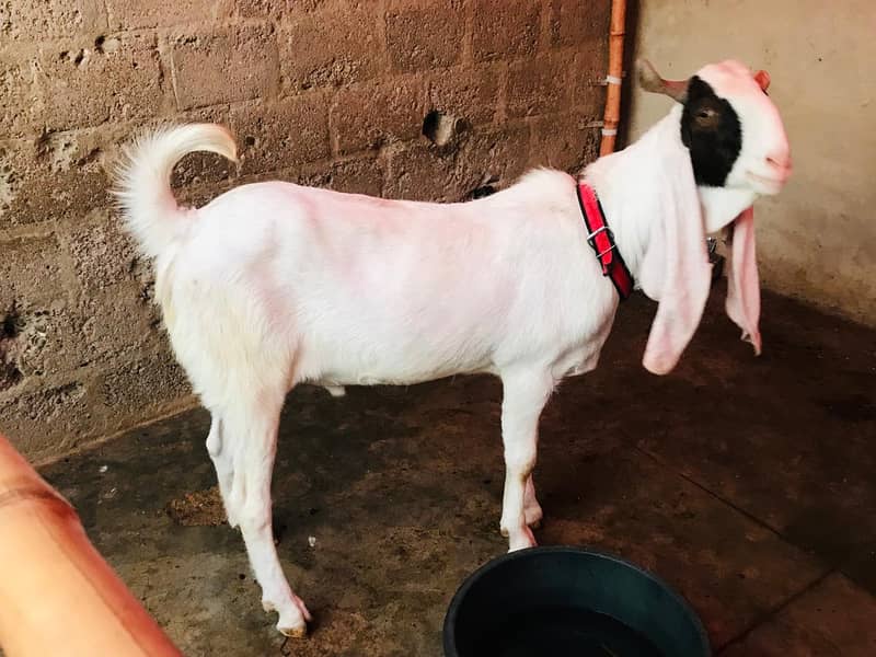 qurbani bakra 1