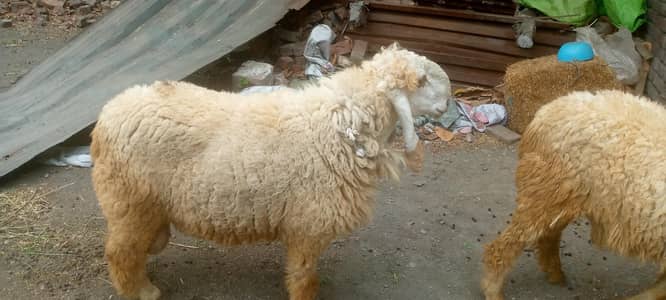 Sheep