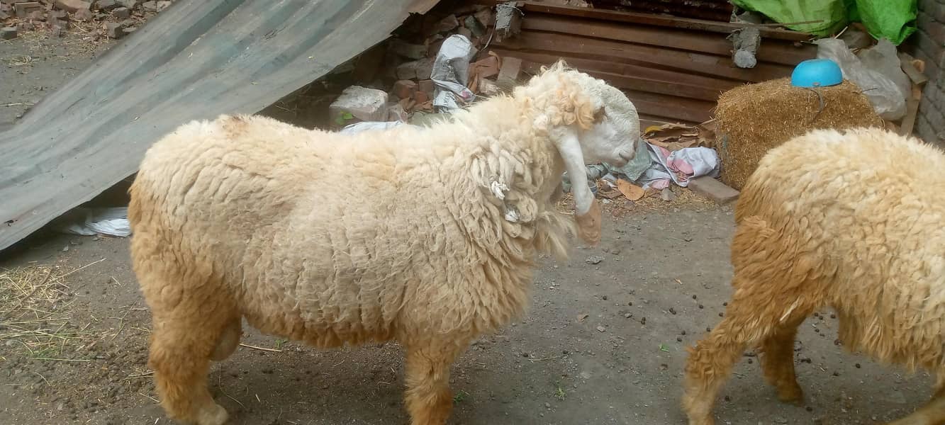Sheep 0