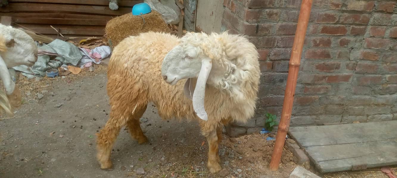 Sheep 1