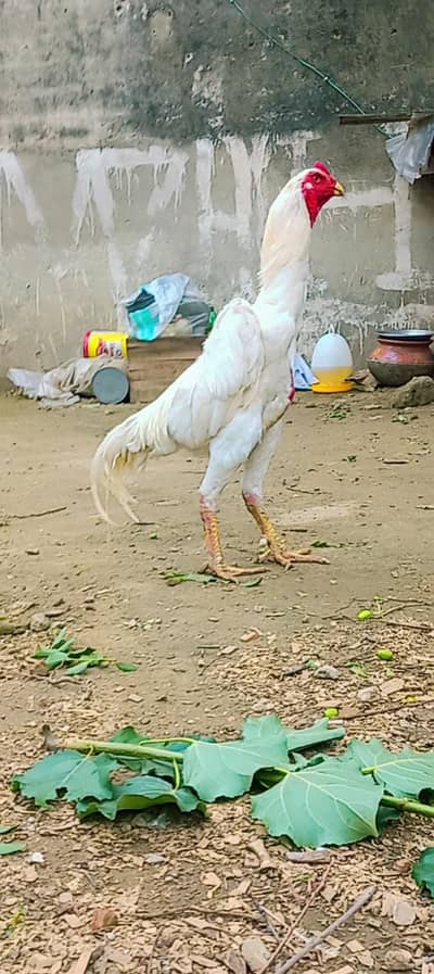 for sell