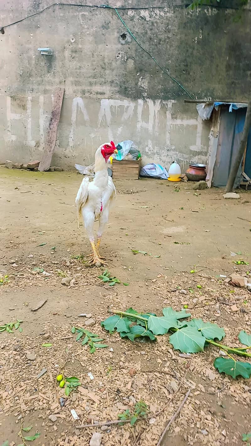 for sell 2
