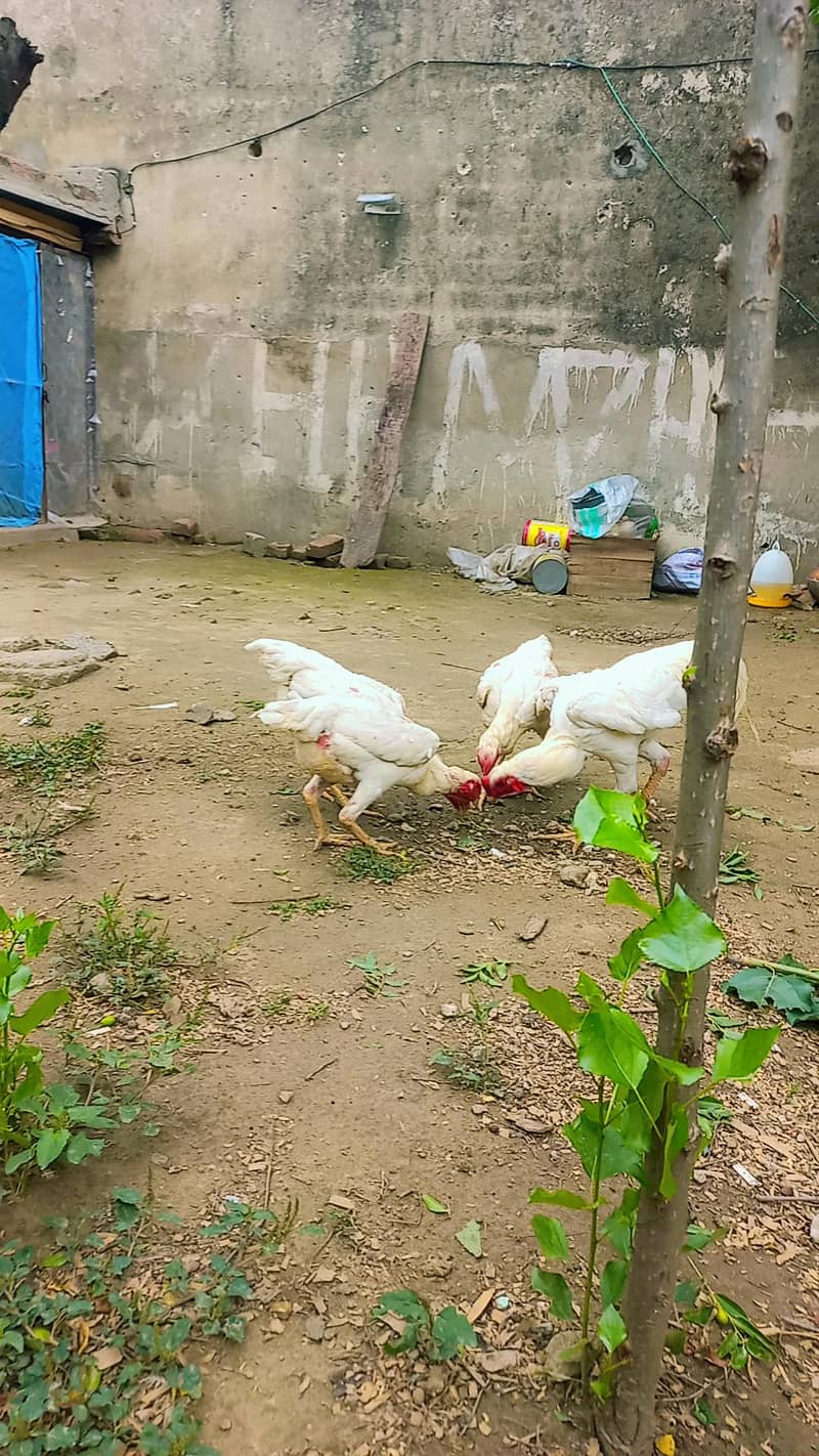 for sell 3