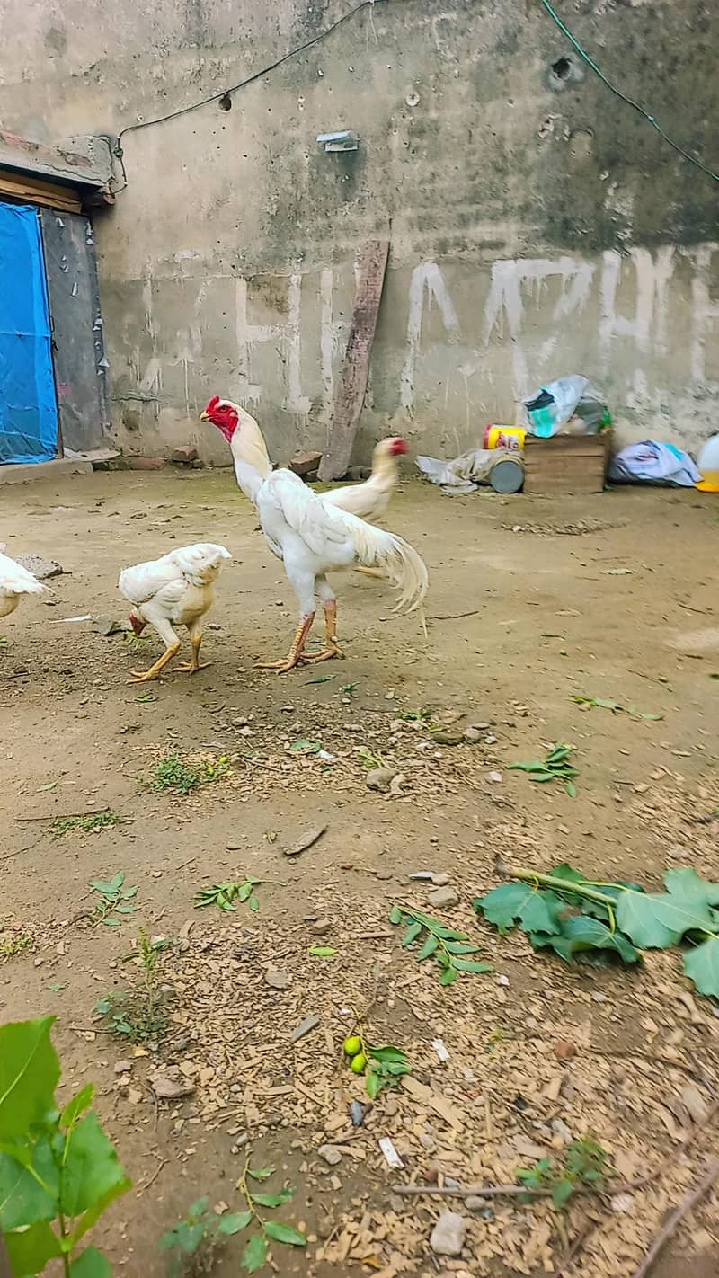 for sell 6