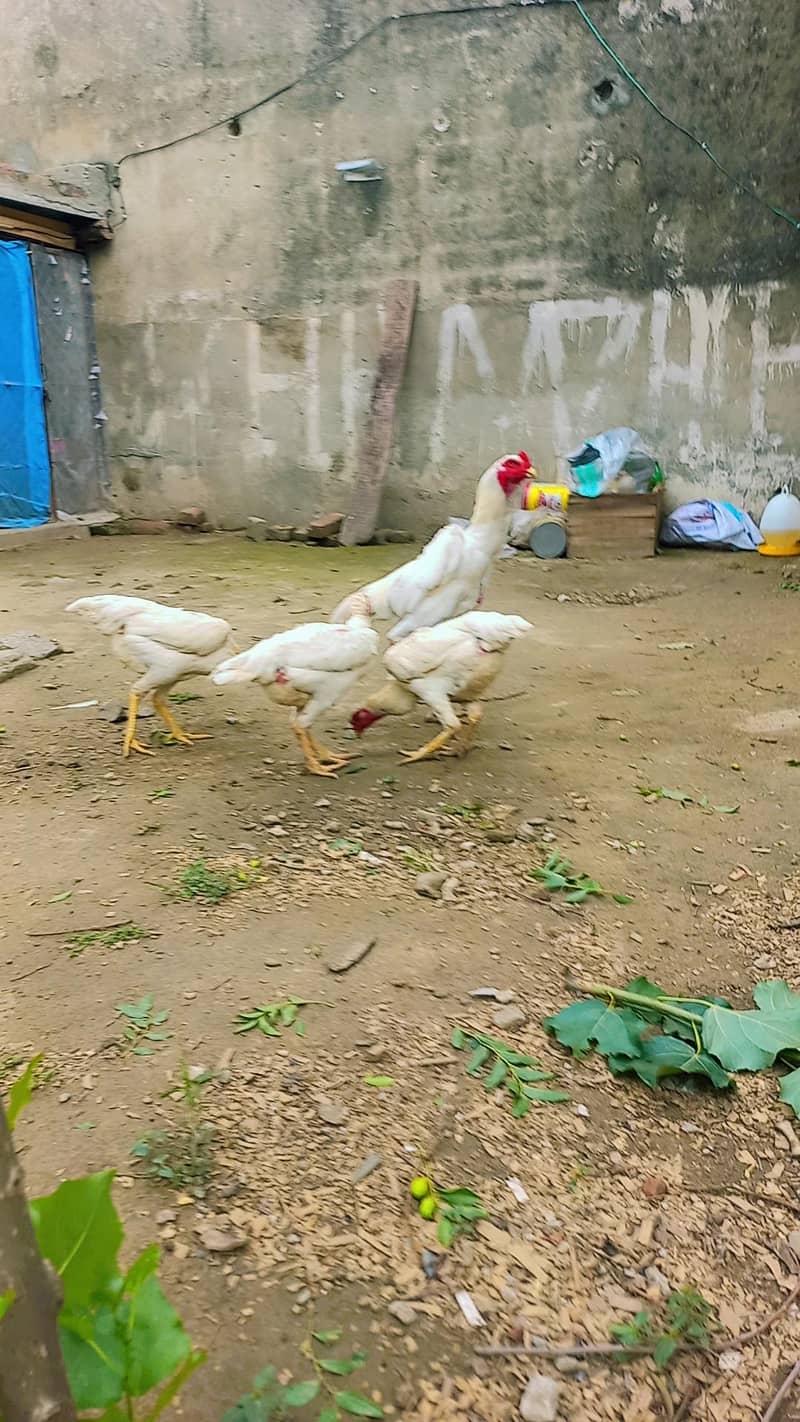 for sell 7