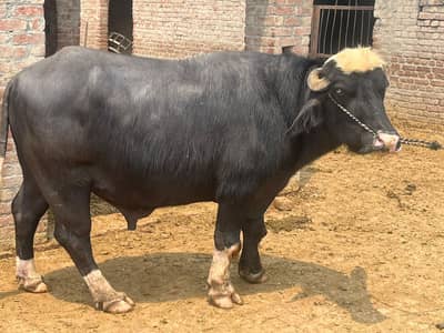 Black Bull – Neeli Ravi Breed for Qurbani – Premium Quality