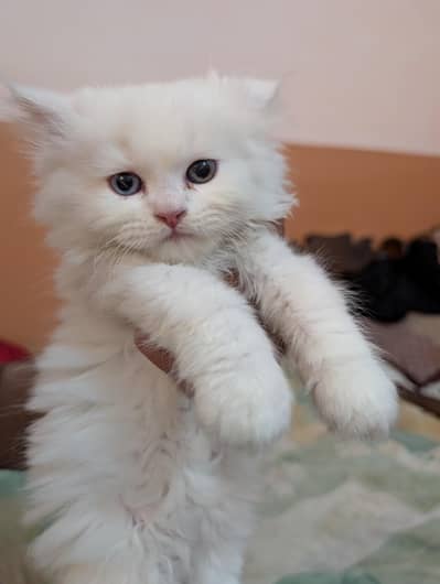 Pursuan Kitten Odd Eye
