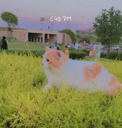 Persian Triple-coated semi-punch face Male Cat