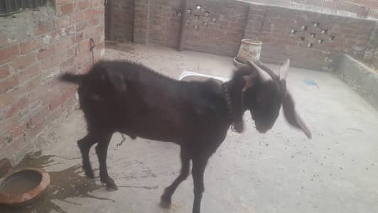 2026 qurbani