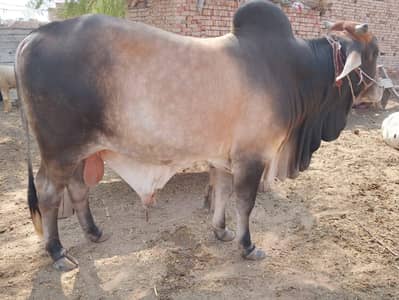 wacha/kata/vera/qurbani ka janwer/bull/cow/bachra