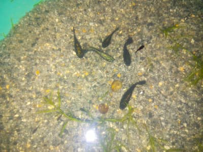 Molly fishes 4 females 2 males with fries for sale