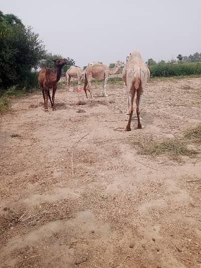 camel for sale 03299159285