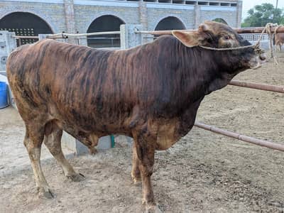 Qurabani cows |Desi | Bachra | Cows | Bull | Qurbani ka janwar