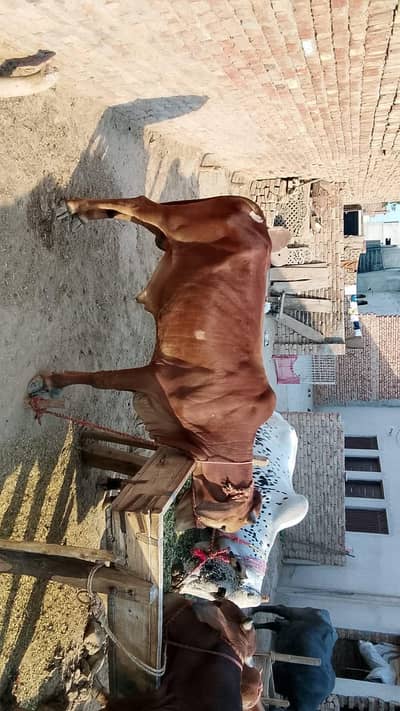2 dant bachra for sale