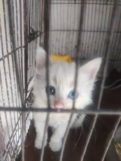 kitten