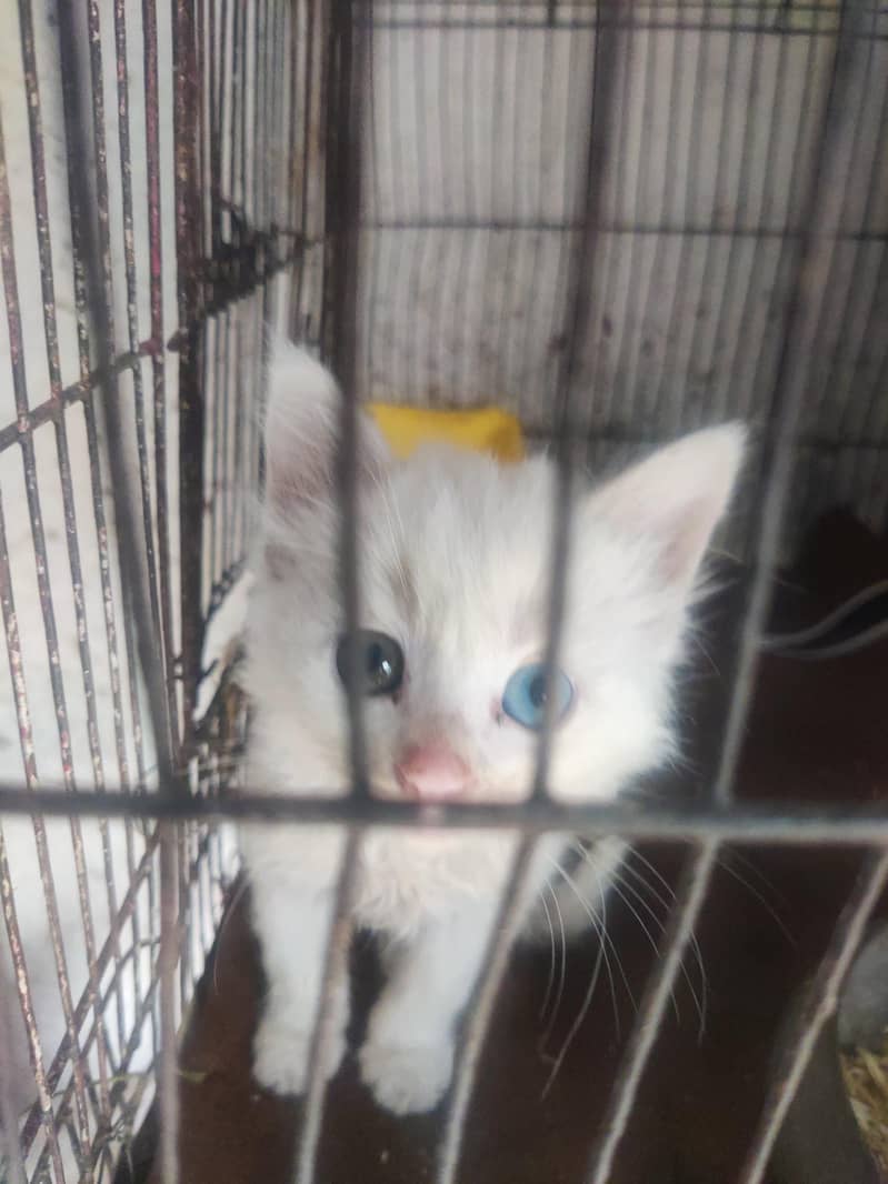 kitten 0