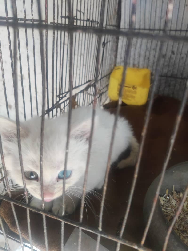 kitten 1
