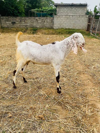 qurbani goats for sale
