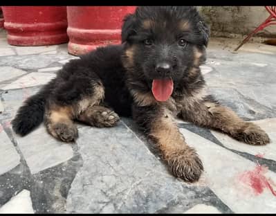 German shepherd puppies