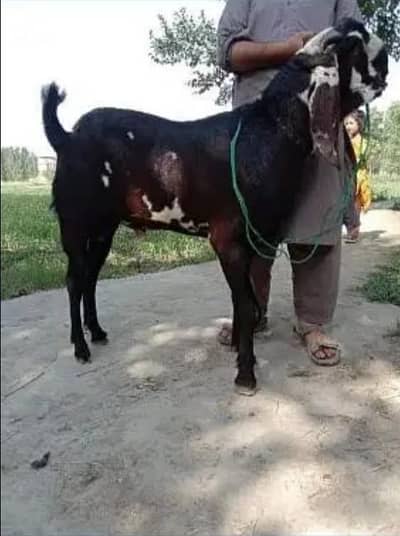 desi Bakra for sale 0332-71-15-379