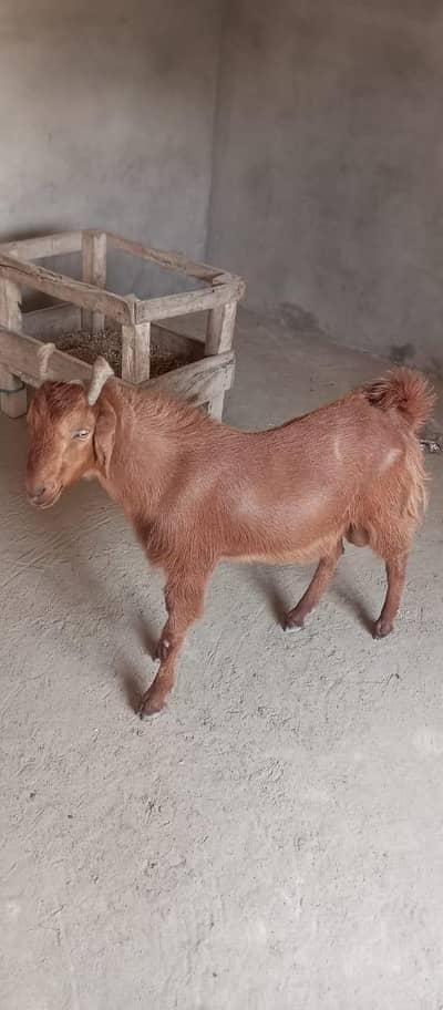 قربانی کے بکرے
