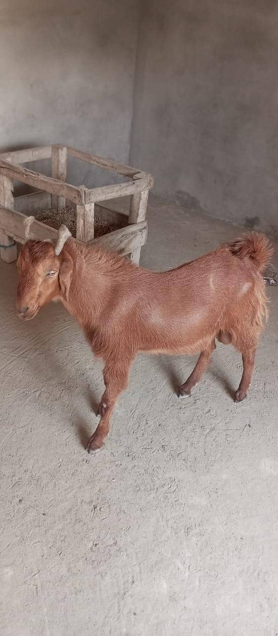 قربانی کے بکرے 0