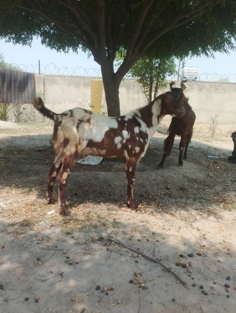 قربانی کے بکرے 1