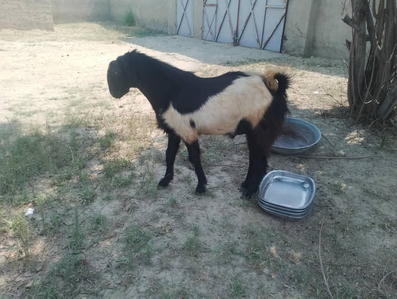 قربانی کے بکرے 2