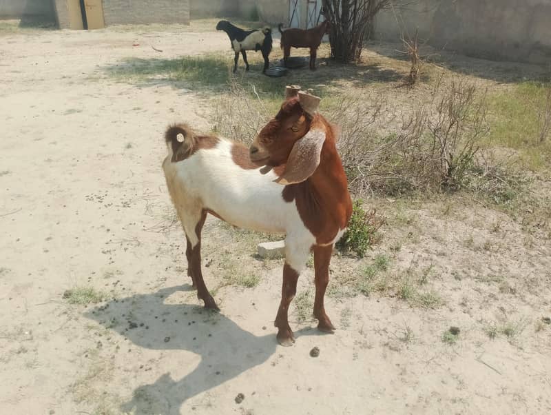 قربانی کے بکرے 3