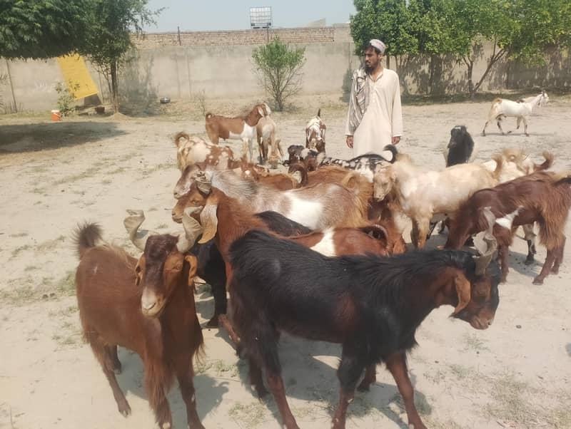 قربانی کے بکرے 4