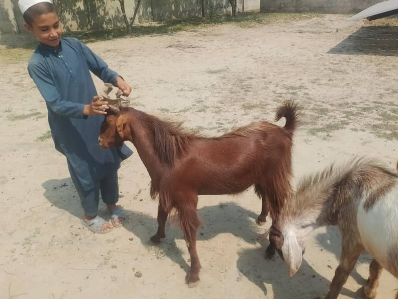 قربانی کے بکرے 5