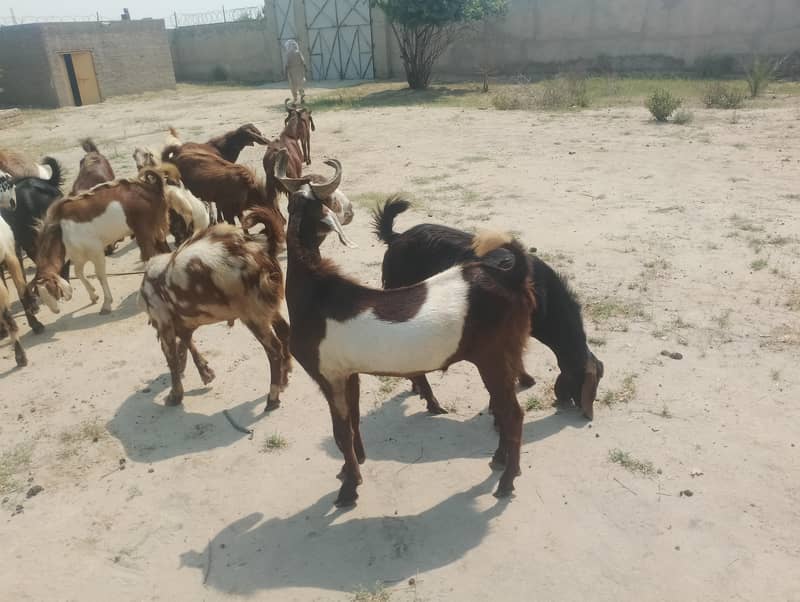 قربانی کے بکرے 6